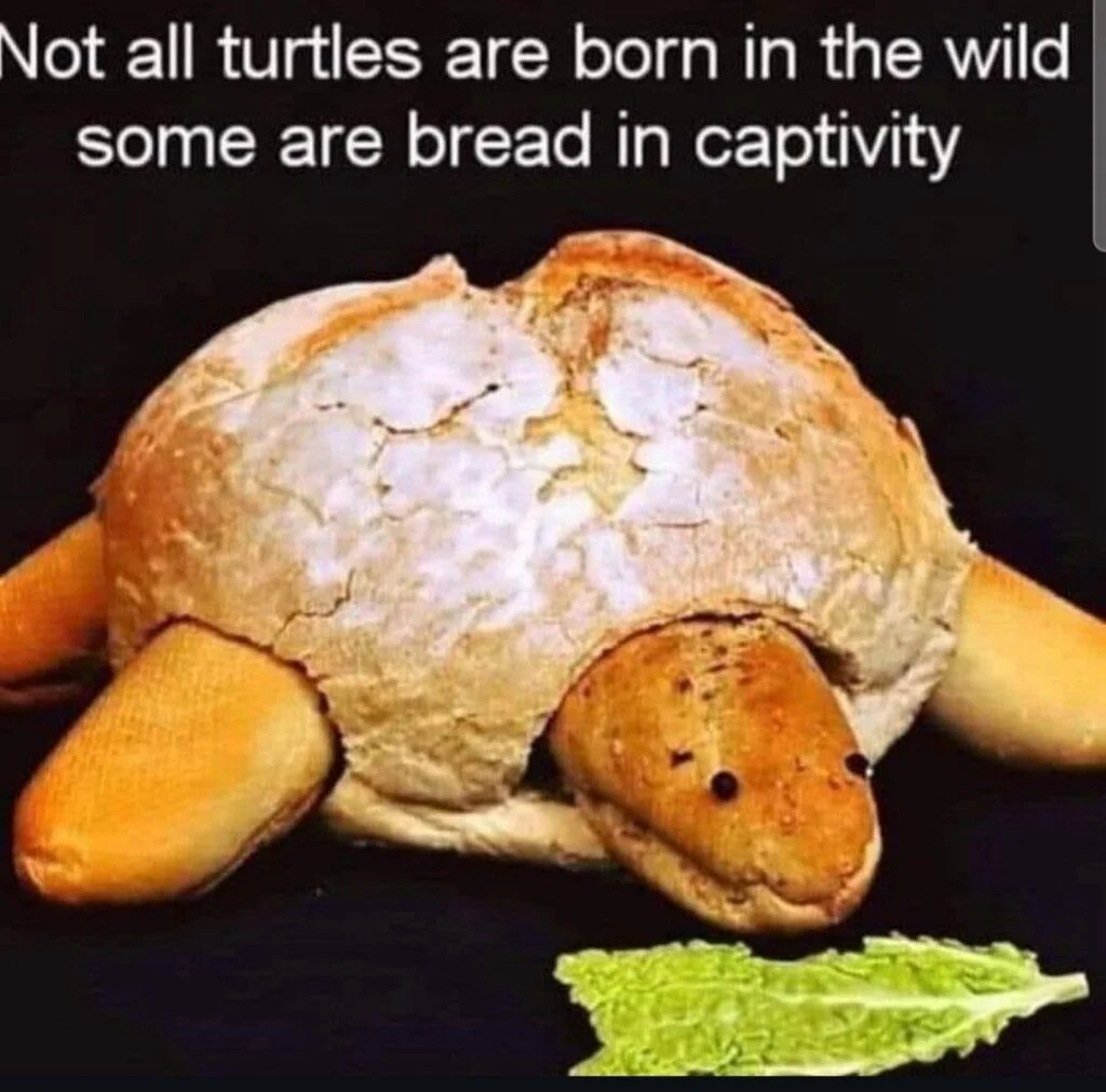 not all turtles are born in captivity some are BREAD in the wild with a picture of Turtle breat 