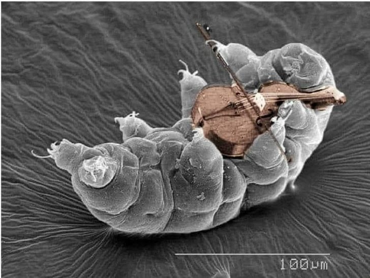 a tardigrade playing a violin. the tardigrade is in grayscale, apparently having been imaged using a scanning electron microscope. there is a scale bar at the bottom right labeled 100μm. the violin is in full color and was presumably added to the image later using a digital image manipulation tool.