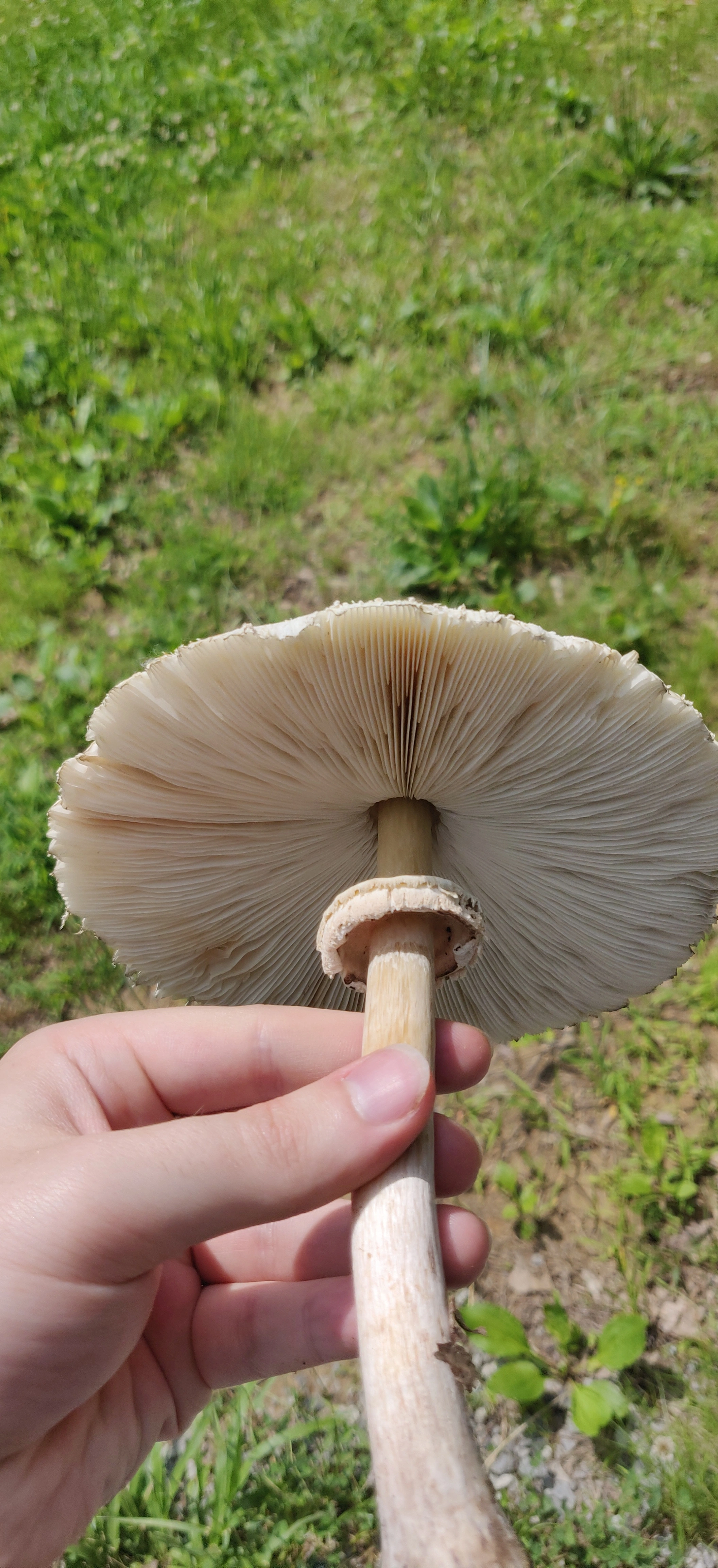 gills