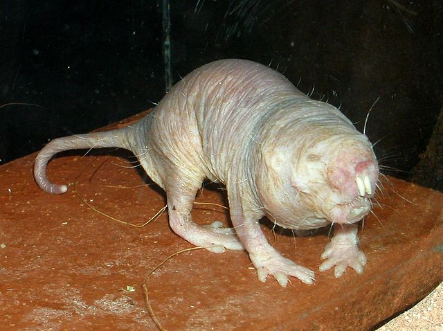 photo of a naked mole rat, from wikipedia