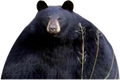 chonky-bear