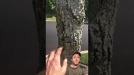 [Video] Trees planted in parking lots are often STRESSED!