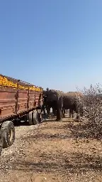 In South Africa, elephants raided a van with oranges that broke down.