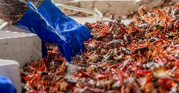 In Louisiana, Extreme Weather Does the Unforgivable: Endanger Crawfish Season