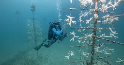A Desperate Push to Save Florida’s Coral: Get It Out of the Sea