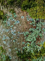 An old [#tree](https://pixelfed.social/discover/tags/tree?src=hash) covered in [#moss](https://pixelfed.social/discover/tags/moss?src=hash) and [#lichen](https://pixelfed.social/discover/tags/lichen?s