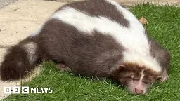 Missing deaf pet skunk found after garden escape in Dorset