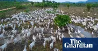 More than 800m Amazon trees felled in six years to meet beef demand