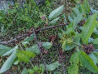 what happened to my cherry tree? abd how to help him?