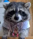 raccoon