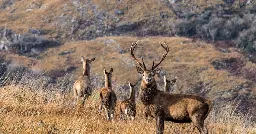 ‘Not long before there's a tragedy’ as concerns raised over rise in deer population