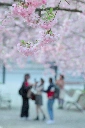 [OC] Cherry blossoms