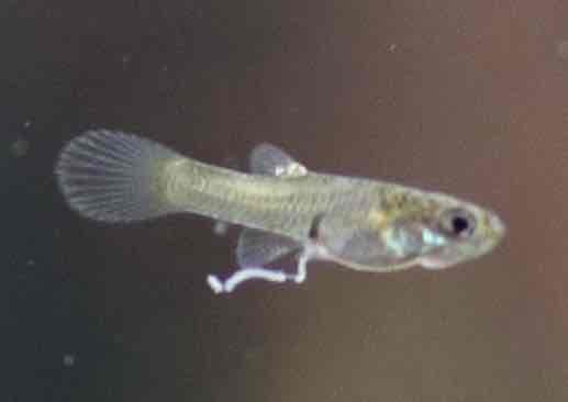 lil fish