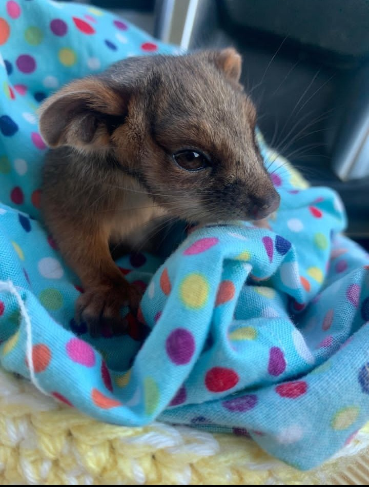 Baby ringtail possum