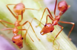 Hawaii's way of life has changed as a result of fire ants raining down on residents