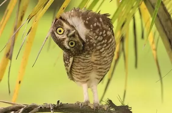 Owl tilting its head upside down