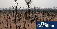 Global rainforest loss continues at rate of 10 football pitches a minute