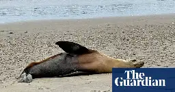 ‘It gets worse every day’: why are sea lions and dolphins dying along California’s coast?