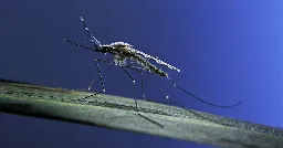 3 people have acquired malaria in the US. They’re the first in 20 years.