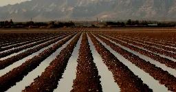 Hay grown for cattle consumes nearly half the water drawn from Colorado River, study finds