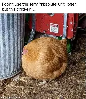 It's the spherical chicken of legend! Somebody get the frictionless vacuum!