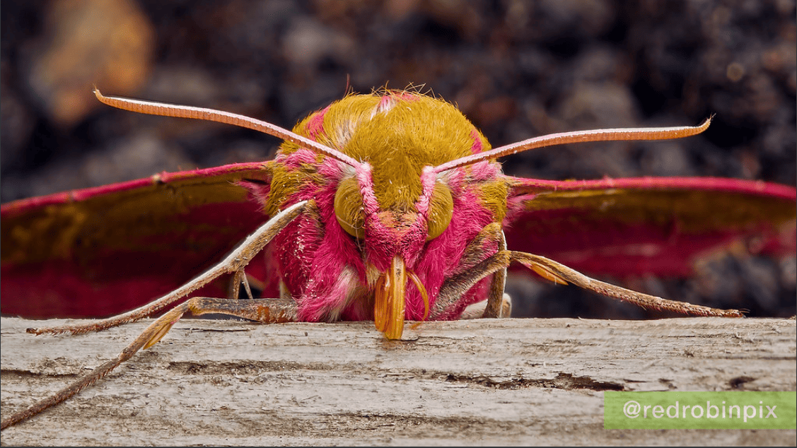 Meet the Large Elephant Hawk Moth (Deilephila elpenor)