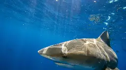 Tourists Watch Russian Man Get Devoured by Shark on Egypt Beach