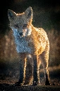[OC] A curious Red Fox