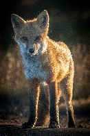 [OC] A curious Red Fox