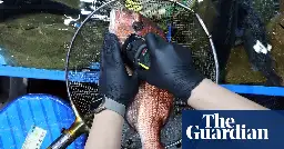 Fukushima fish with 180 times legal limit of radioactive cesium fuels water release fears