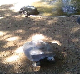 Tortoises At The Dallas Zoo