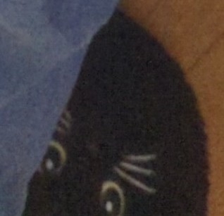 Cropped in picture of the black cat hiding at the bottom of the original post