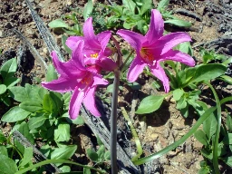 Estudio confirma nuevo género de plantas nativas: Es endémico de Chile y tiene una sola especie