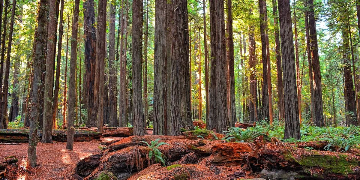 Green Groups Applaud 1 Million Public Comments Urging Biden to Protect Old-Growth Forests | Common Dreams