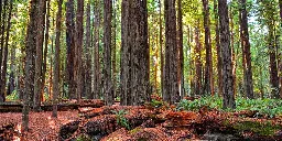 Green Groups Applaud 1 Million Public Comments Urging Biden to Protect Old-Growth Forests | Common Dreams