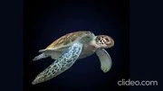 Sea Turtle (animated)