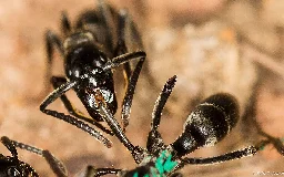 Ants Recognise Infected Wounds and Treat Them