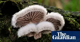 Mushrooms communicate with each other using up to 50 ‘words’, scientist claims