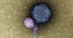 Scientists spot viruses attaching to other viruses for first time