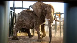 Last elephant at South African zoo freed after 40 years