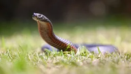 Snake season starts early as unusually high temperatures hit Australia | CNN