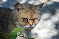 China's animal lovers fight illegal cat meat trade