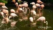 Peaceful Flamingos
