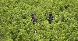 UN says Colombia's coca crop at all-time high as officials promote new drug policies