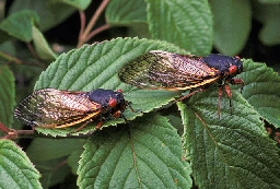 Brood X Cicadas To Emerge in Kentucky After 17-Year Slumber