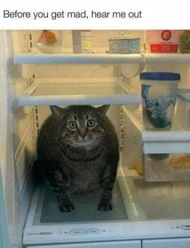 Meow_IRL