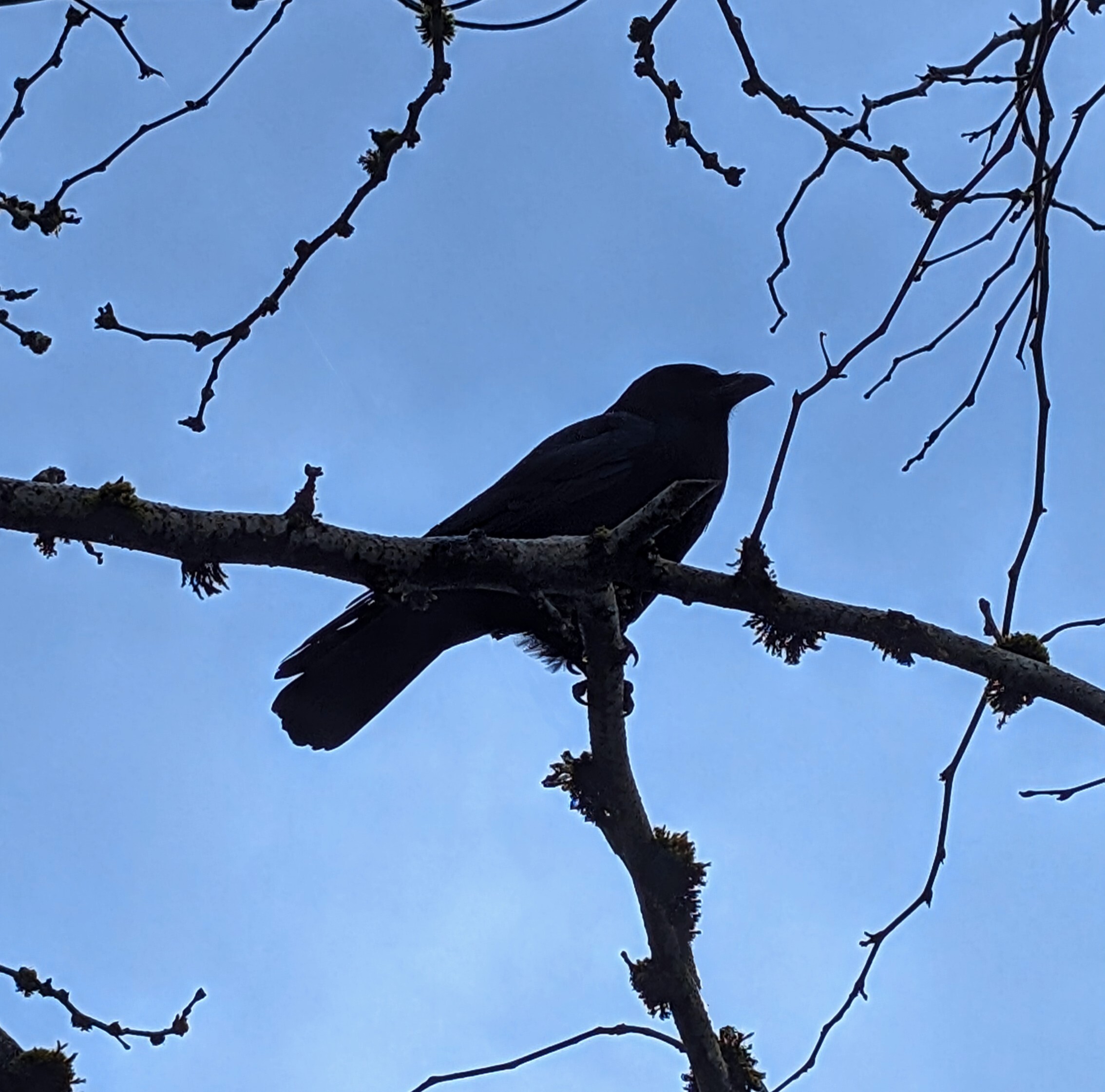 Crow on a branch