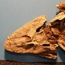 darth_tiktaalik