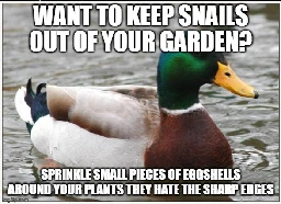 Actual Advice Mallard