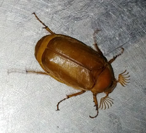 photo of a largeish yellow-brown beetle with fan shaped antennae